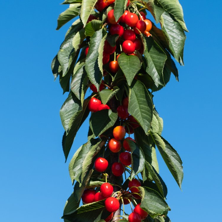 Stĺpovitá višňa (Prunus cerasus) ´JACHIM´ - výška 100-150 cm, voľnokorenná
